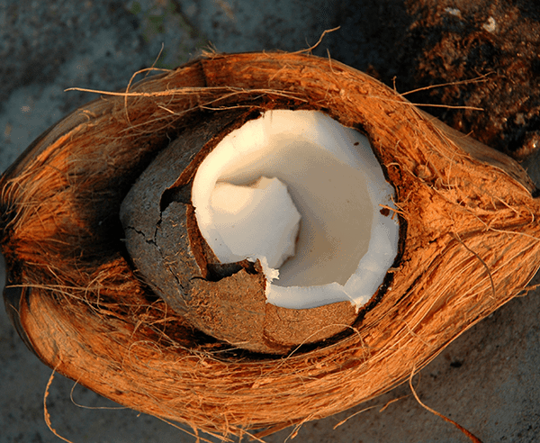 Coir Coconut Fibre | All natural | Soil and Sediment Control | Erosion Control | Biodegradable | Environmentally Friendly